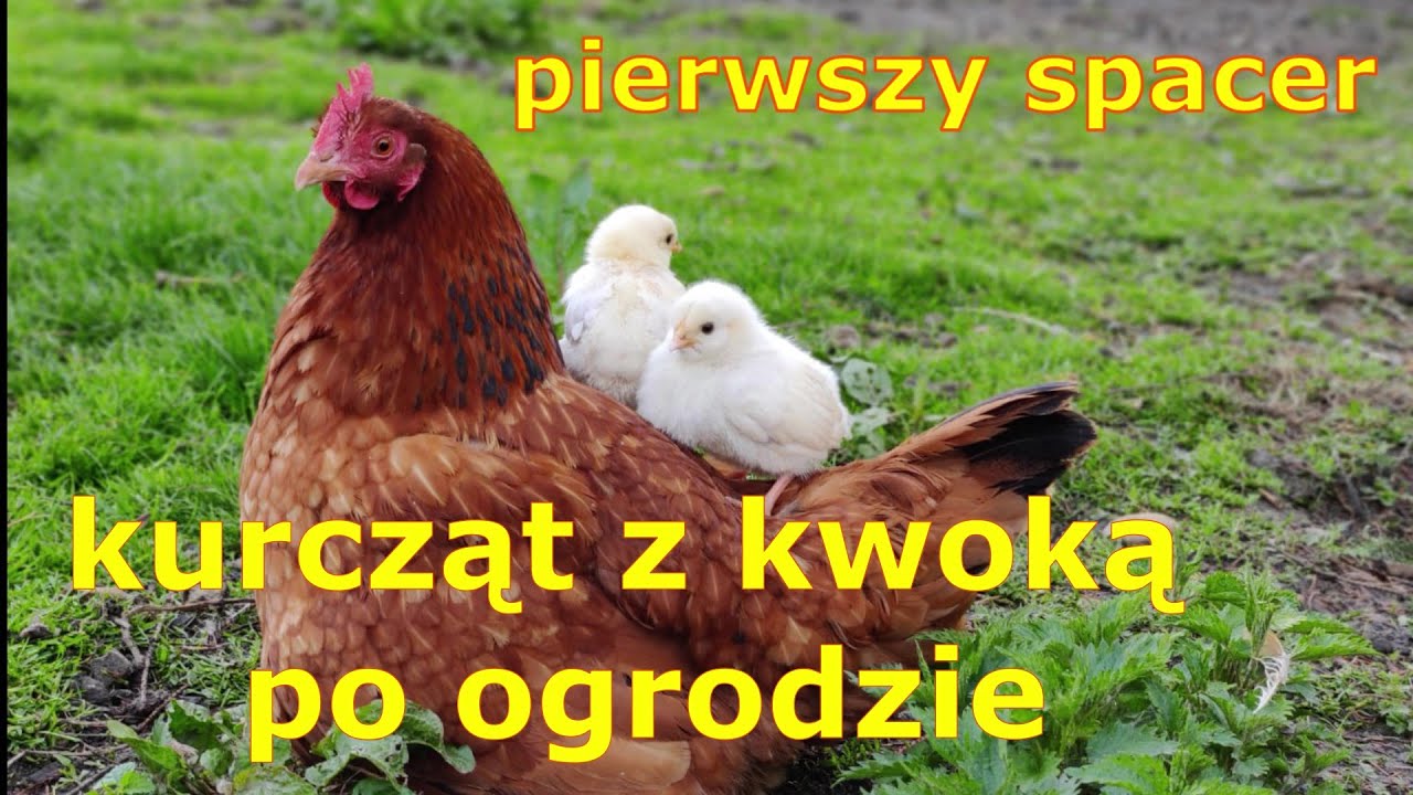 pierwszy spacer kurcząt z kwoką po ogrodzie