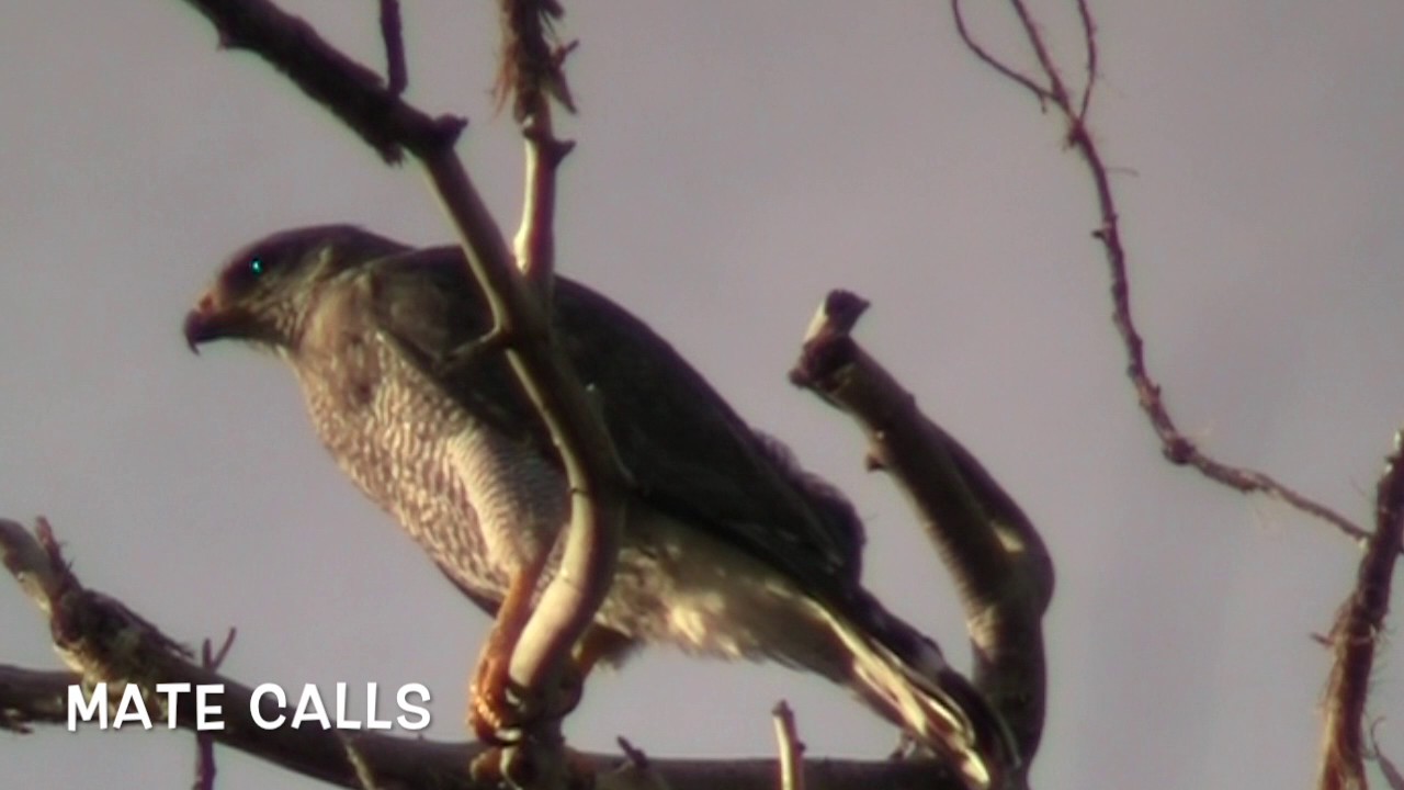 Gray Hawks 7 18 17