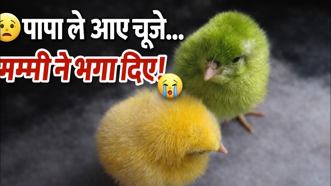 😢 पापा ले आए चूजे…मम्मी ने भगा दिए! 😭