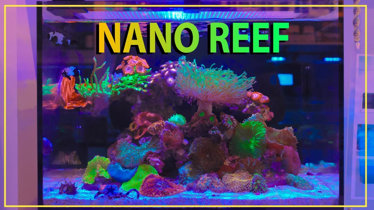 The BEST our nano reef has ever looked !!
