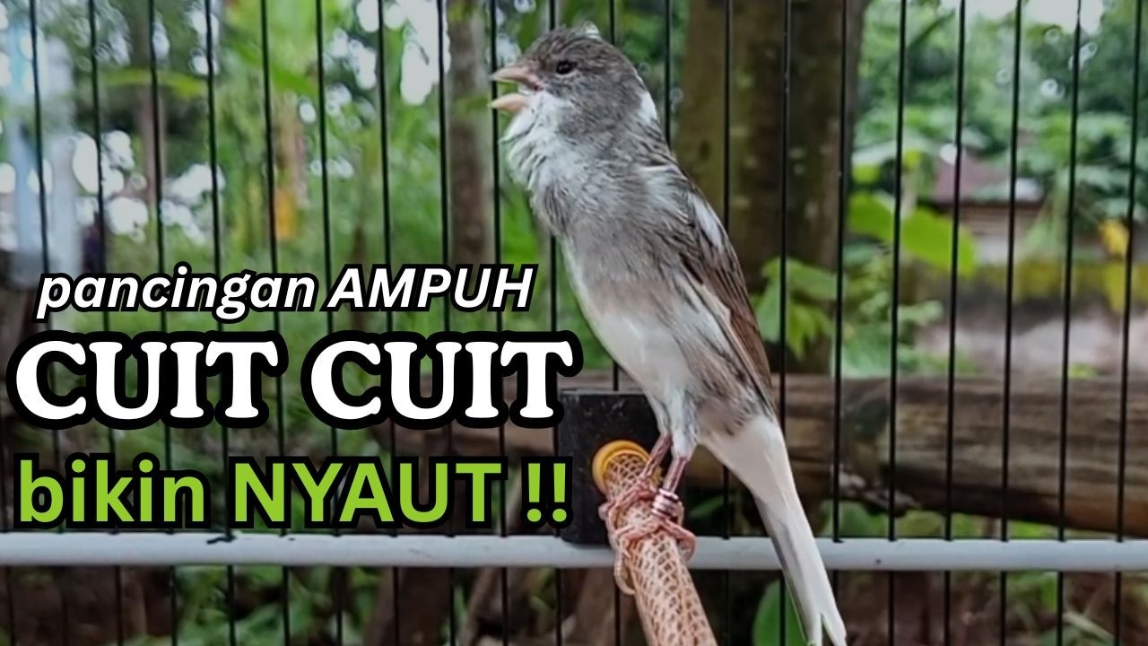 AMPUH! Suara Terapi Kenari Macet Bunyi - Cukup 15 Menit Langsung Nyaut & Ngeroll Panjang