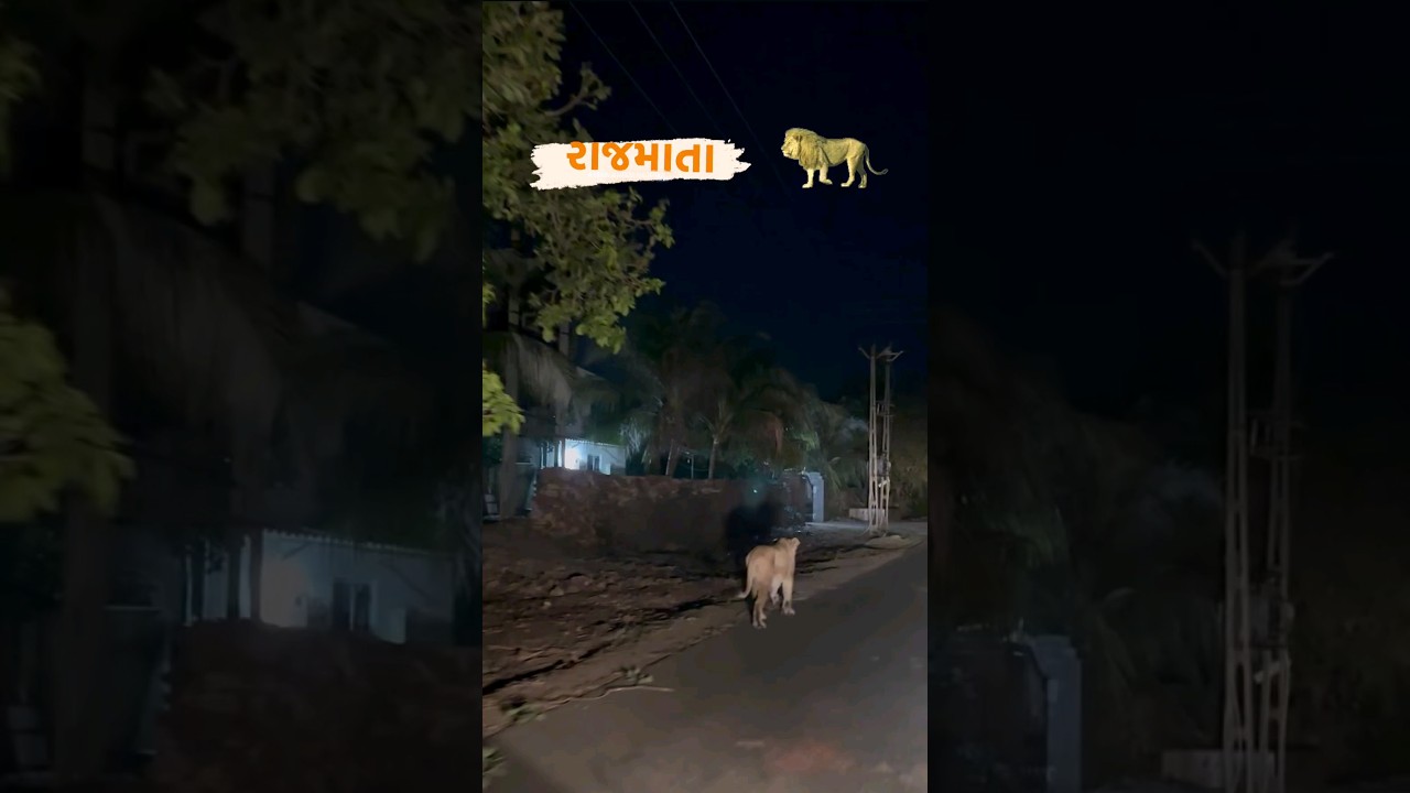 A lioness on road at night 