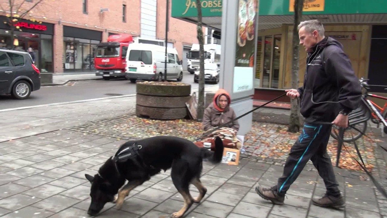 K-9 Hard surface tracking in a city. K9/ Police dog/Rescue dog. Torneryds Totti and Oddmund Nes