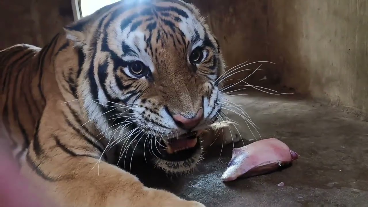 A cute tiger's mealtime, please don't be mean to me!🐯🤣