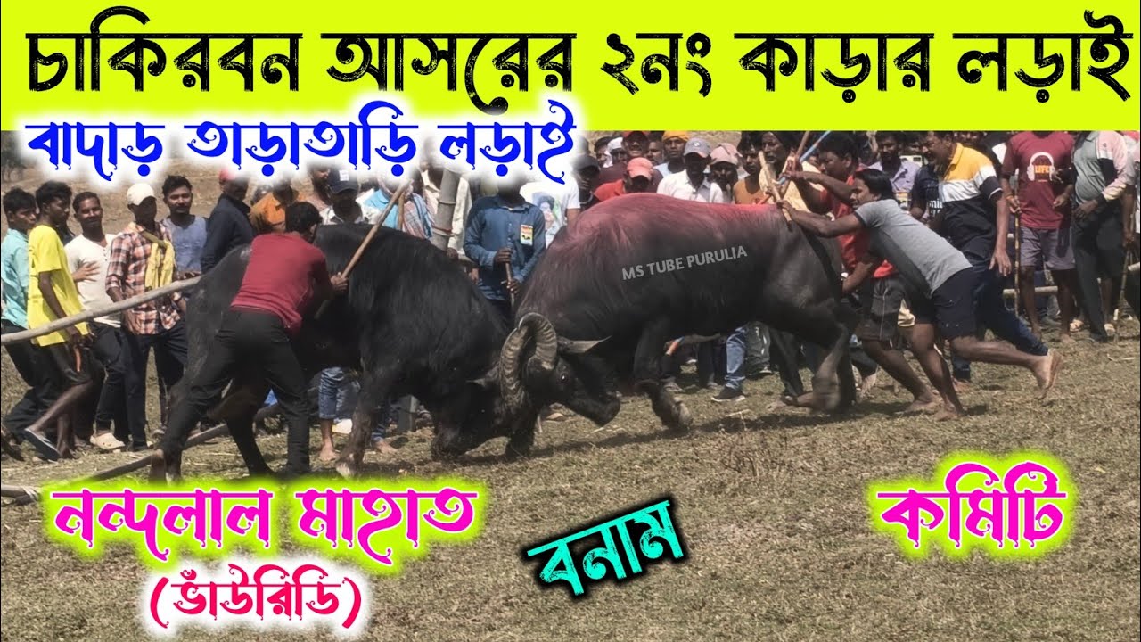 চাকিরবন আসরের ২নং কাড়ার বাদাড় তাড়াতাড়ি লড়াই 