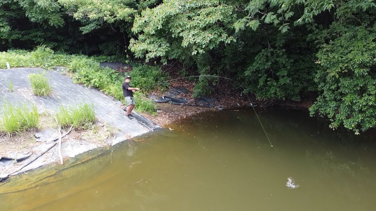 【衝撃映像あり】汚い野池で小魚を泳がせ釣りしてみた。