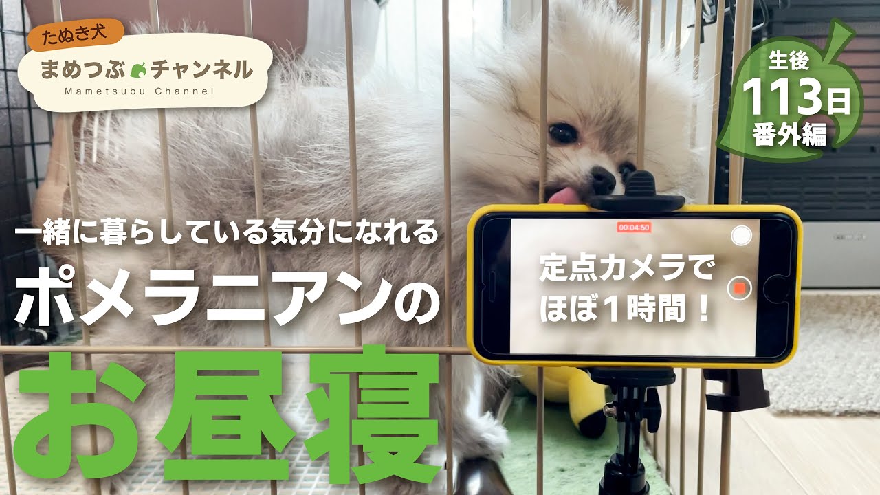たぬ…ポメラニアンと過ごす1時間【あつ森BGM】【作業用動画】