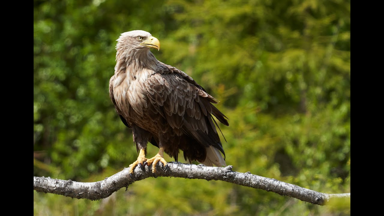 The eagle and the red kite | Swedish Wildlife photography