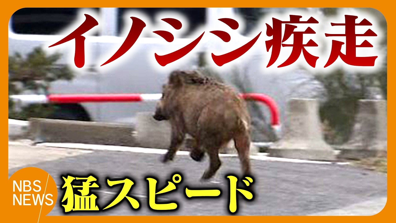 イノシシが住宅街を猛スピードで疾走　川に飛び込み泳ぎ対岸へ　小学校や県庁近くを走り回る　体長約80センチ　住民に注意呼びかけ　長野市
