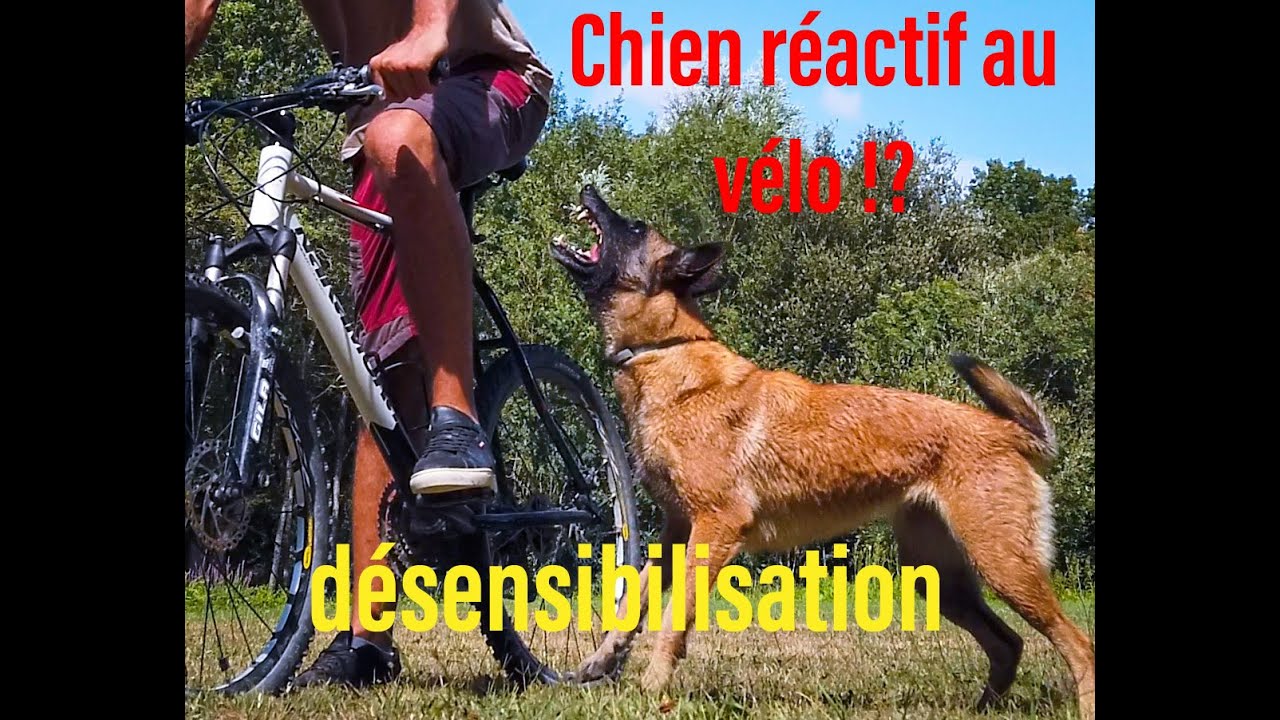 CHIEN RÉACTIF AU VÉLO !? (désensibilisation)
