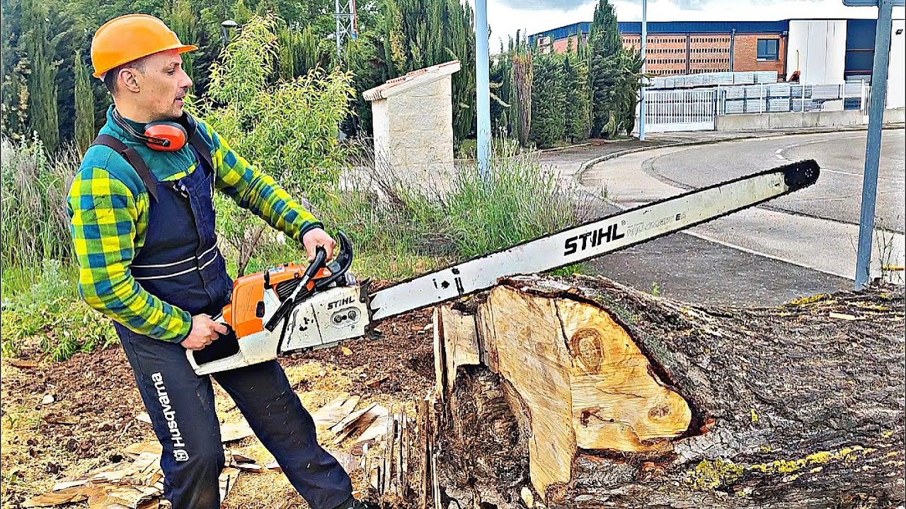 MOTOSIERRA GIGANTE!!! Stihl 084av.