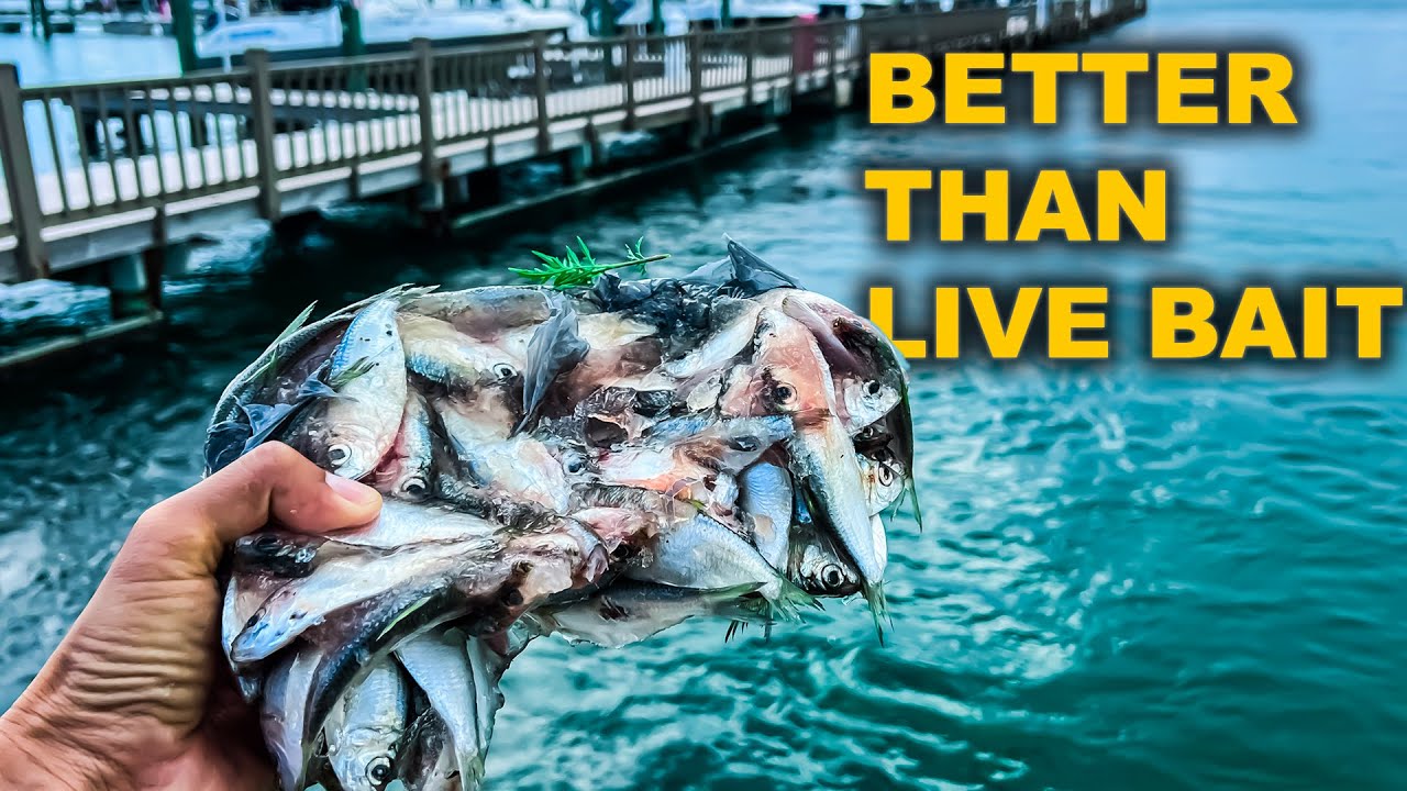 Could This Be the ULTIMATE Bait For Grouper & Snapper? Bite Was Hot in Tampa Bay