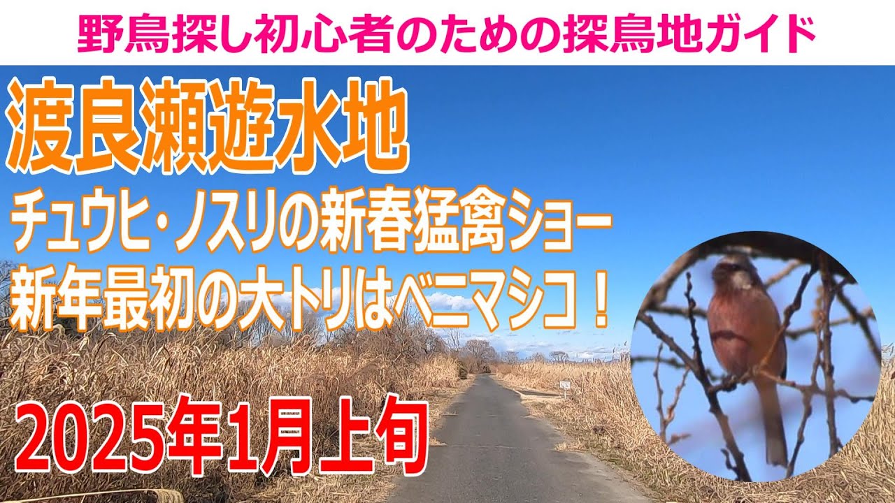 渡良瀬遊水地の探鳥地レポートです　チュウヒ・ノスリ・トビの猛禽ショー！ベニ・ジョビ・オオジュリンが絶好調！　2025年1月上旬