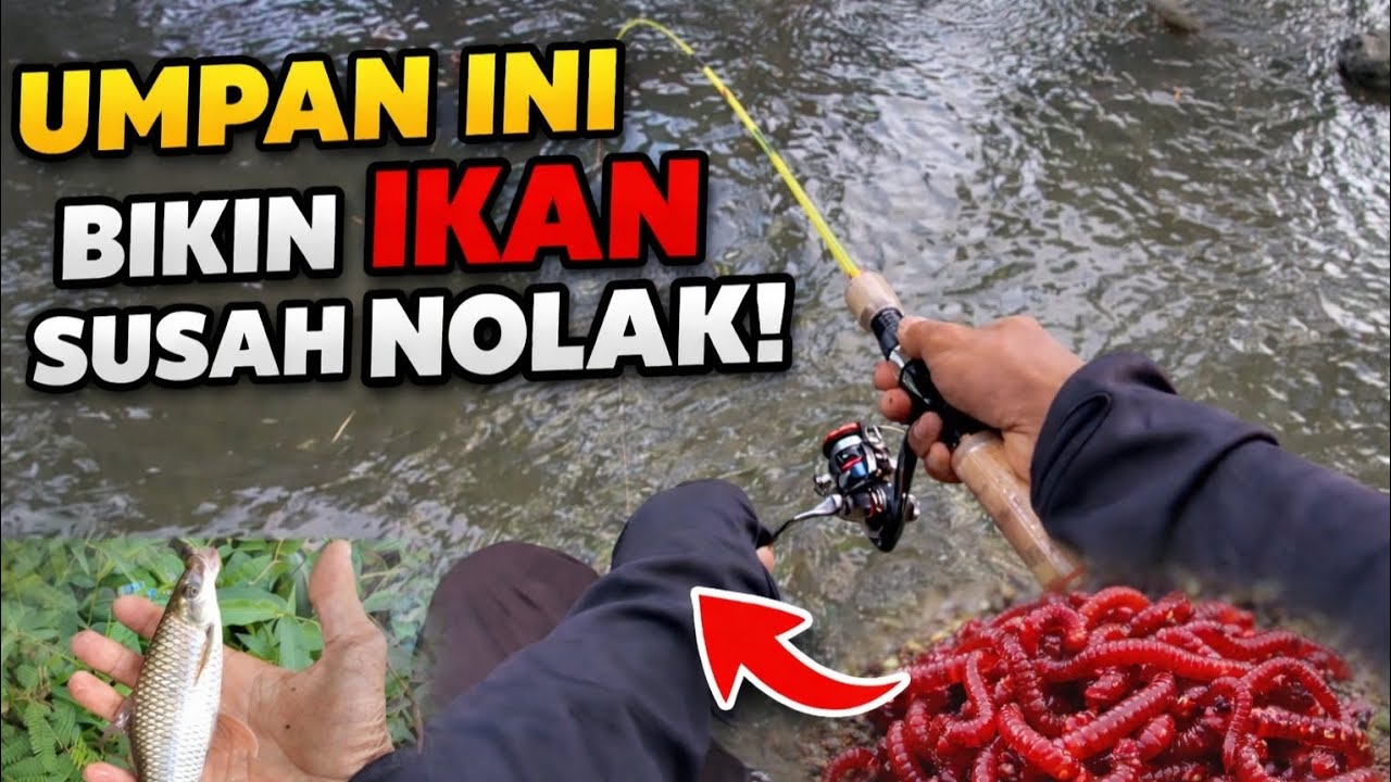 Umpan Jitu Buat Mancing Ikan Nilem Di Sungai Ketika Air Jernih Maupun Keruh