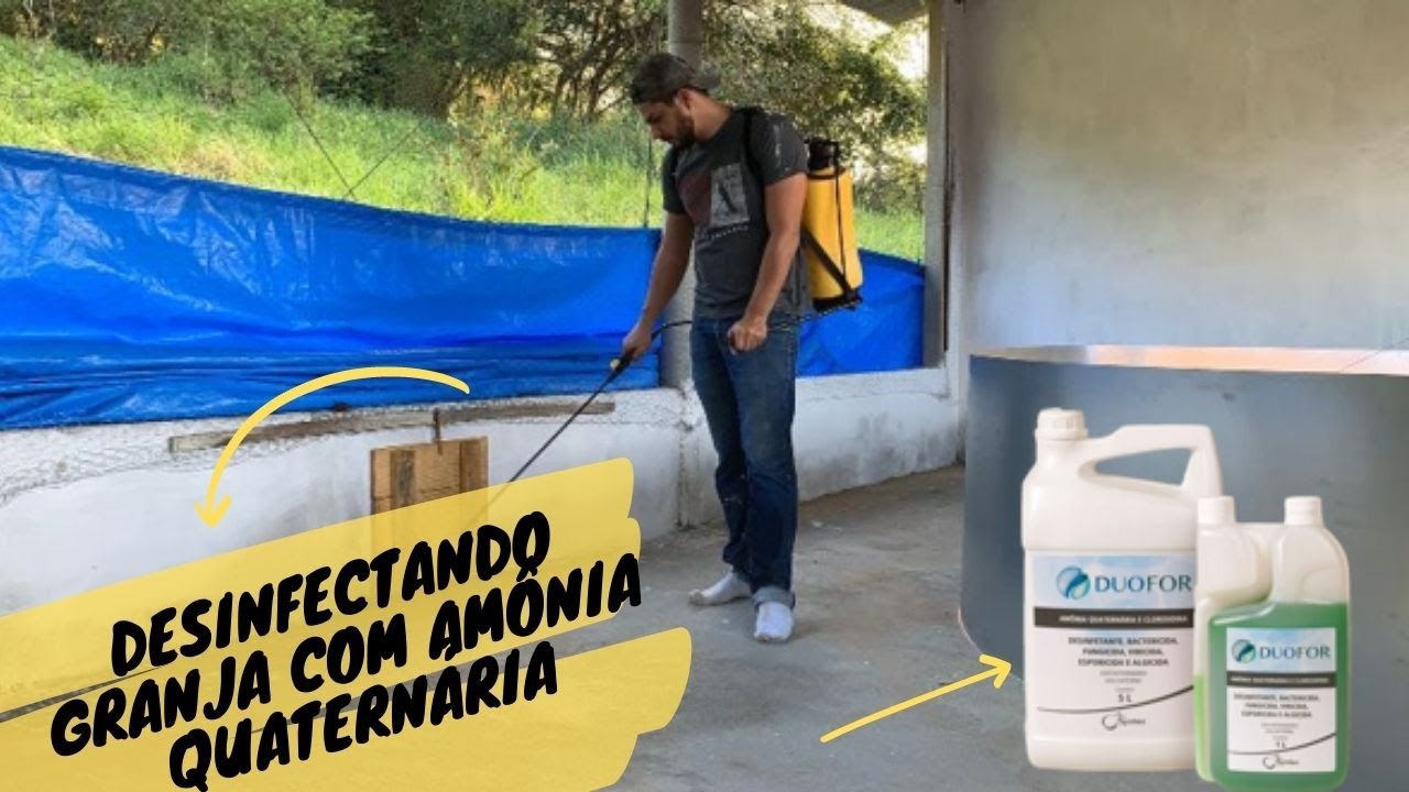 DESINFECÇÃO DE GRANJA DE GALINHA POEDEIRA COM AMÔNIA QUATERNÁRIA - PARTE 02