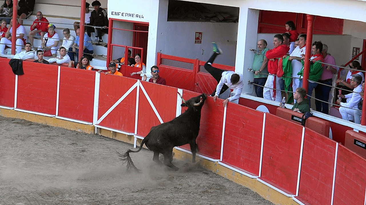 VAQUILLAS DE LA GANADERIA ALFONSO BASARTE, EN LA PLAZA DE TOROS DE FITERO, 16-9-2024