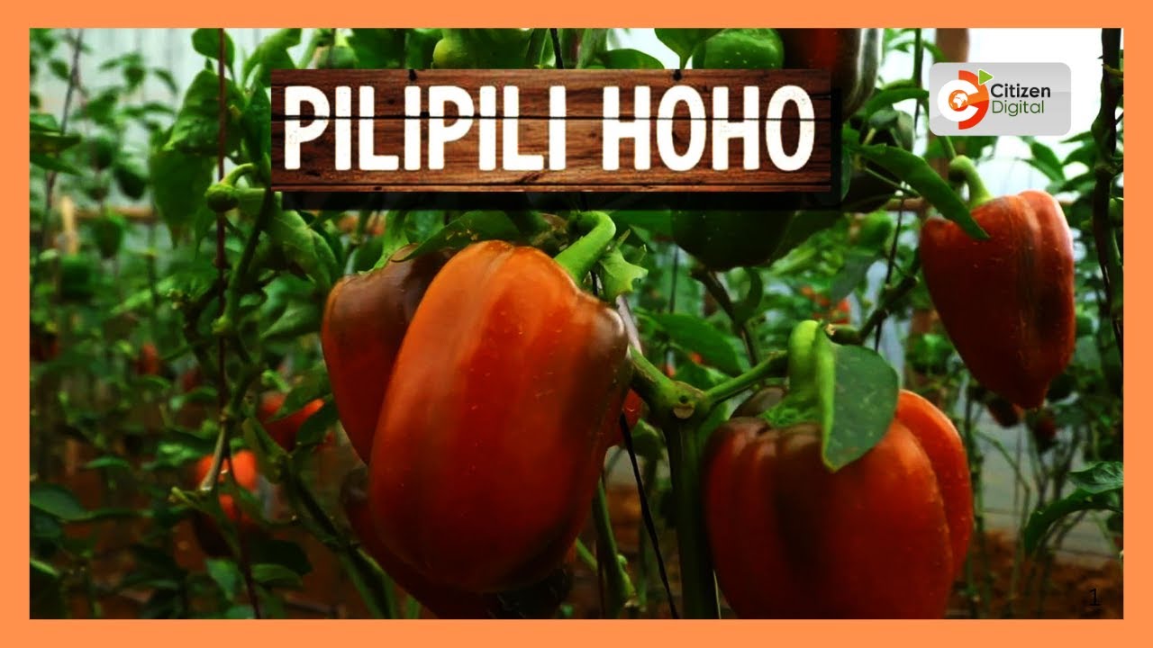 Kenya's gold | Capsicum farming in Kenya