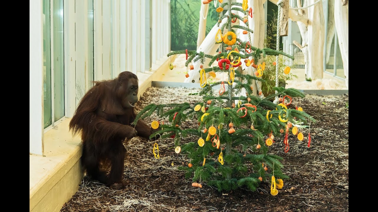 Ein Christbaum für unsere Orang-Utans I Tiergarten Schönbrunn