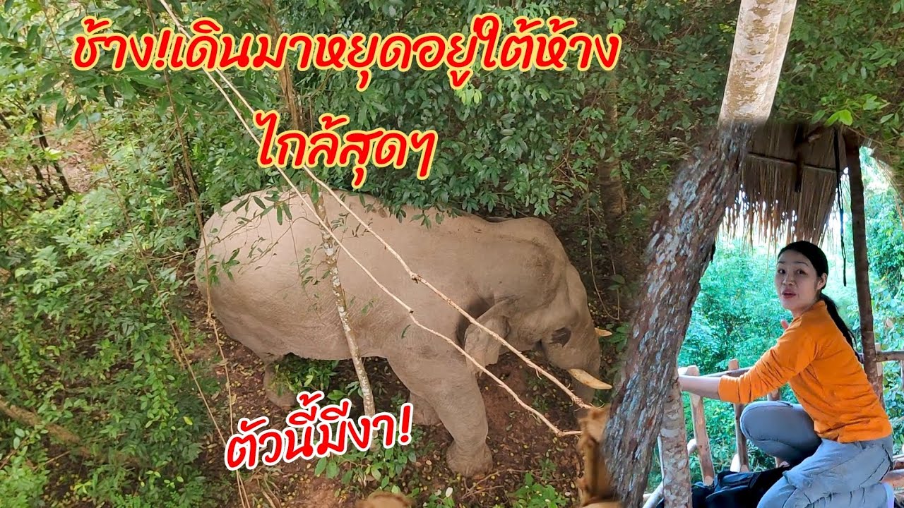 ช้างพ่อใหญ่มาหยุดยืนอยู่ใต้ห้างตอนเช้า งานนี้ลุ้นแทบหยุดหายใจ ep.2  26/08/68