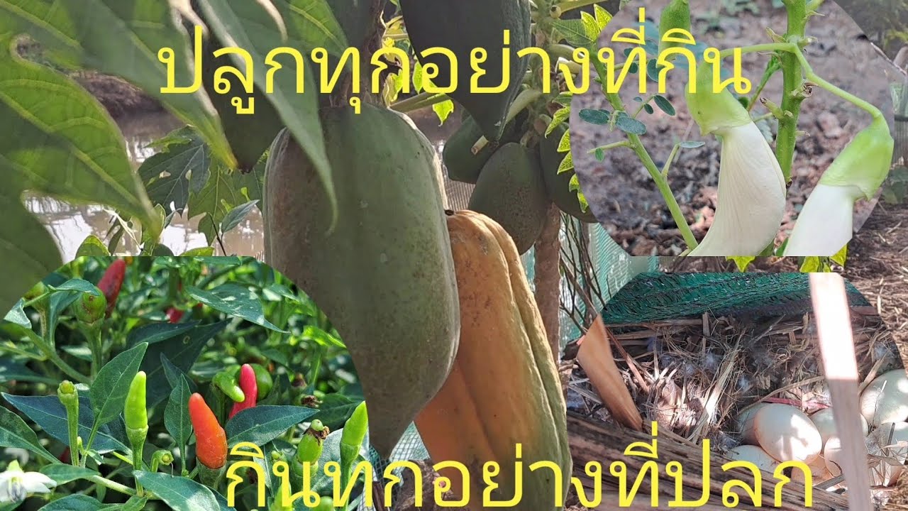 ปลูกผักสวนครัวลดรายจ่ายสร้างรายได้ ในครัวเรือน