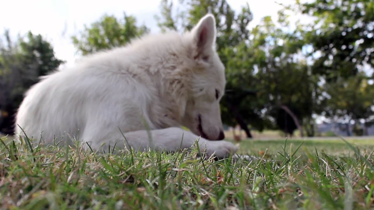 Canon EOS 600D - Video Test