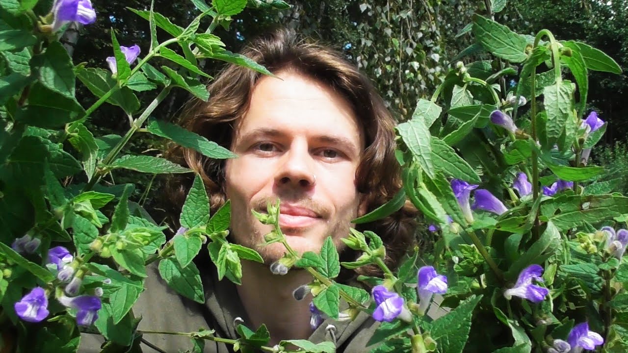 Psychoaktive Wildpflanze: Sumpf-Helmkraut  - Standort, Bestimmung, Verwendung