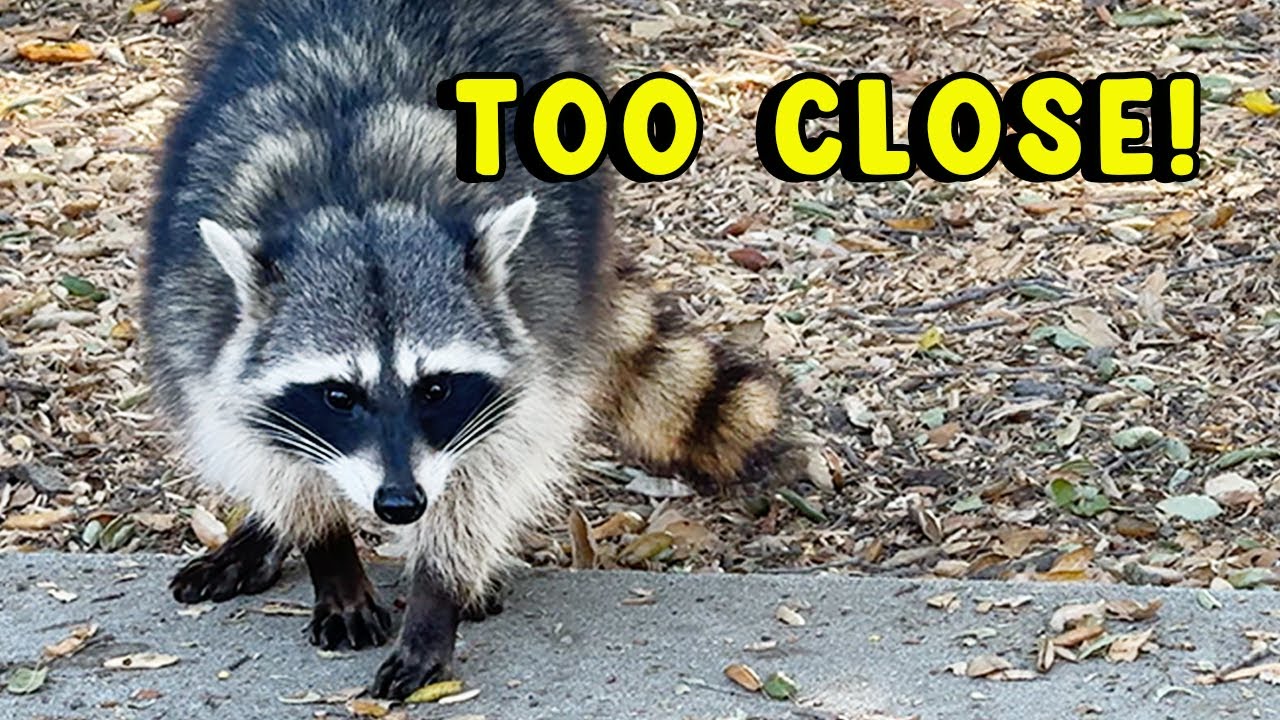 Raccoon: Pure Cuteness From A Distance!