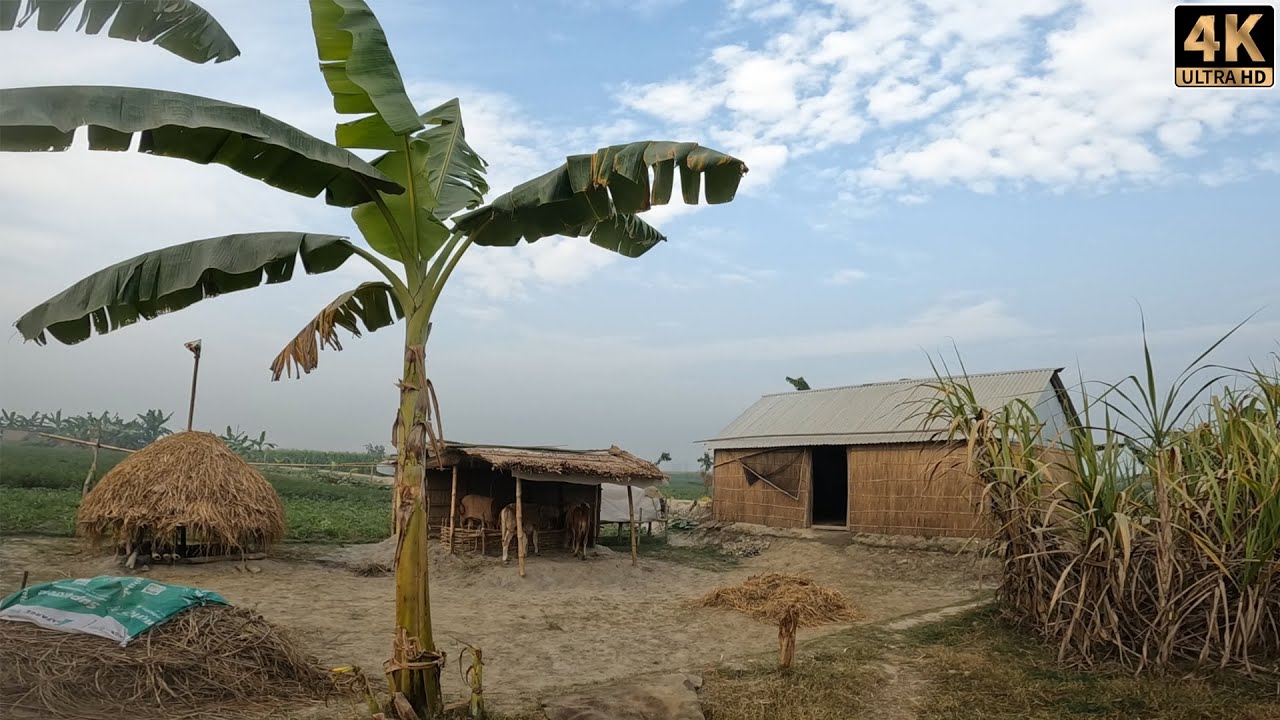 চরের মানুষের জীবন ও প্রাকৃতিক সৌন্দর্যে ঘেরা ফকিরের চর। Bangladeshi Beautiful Village। Village Vlog