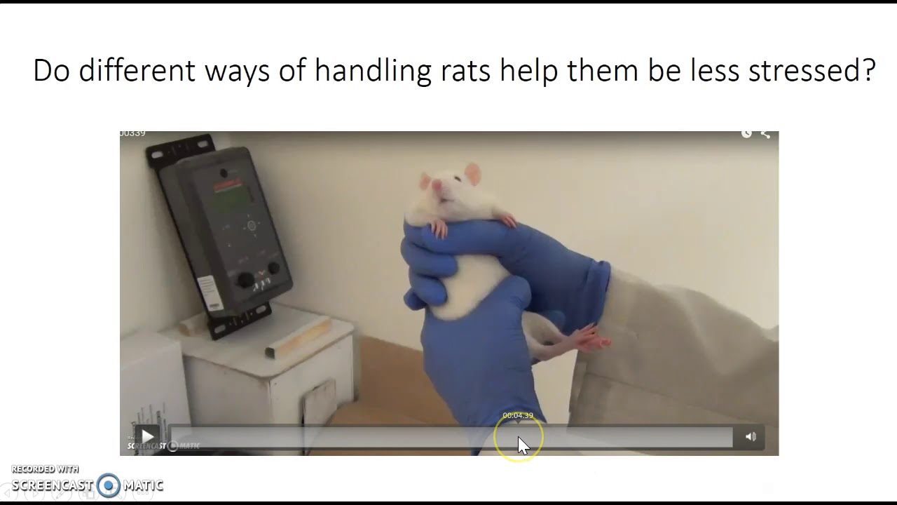 Biology of stress in rats