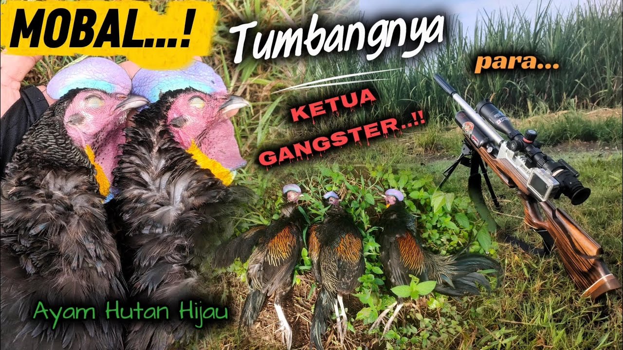 MOBALL..‼️Tumbangnya para Ketua Gangster AHH🐓🐓🐓