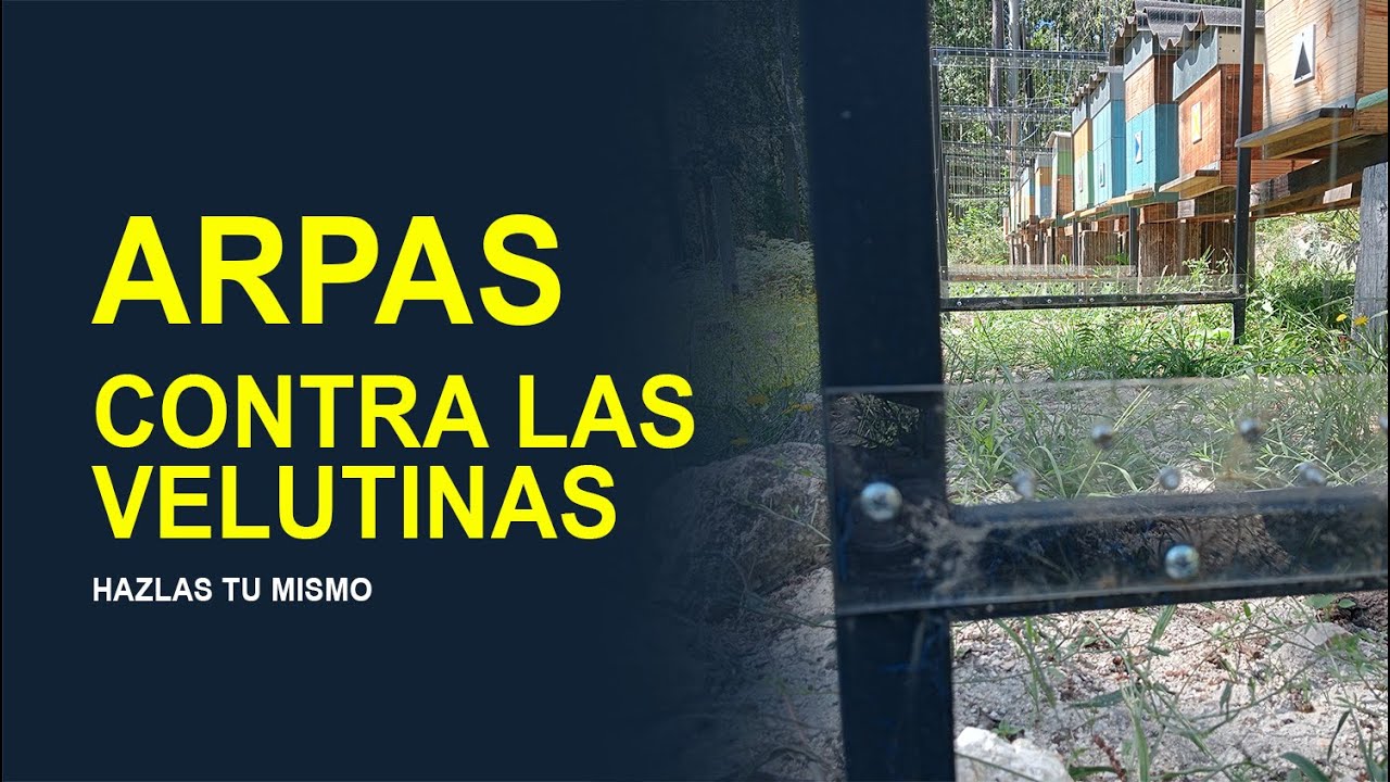 Arpas eléctricas para contralar la vespa velutina paso a paso.