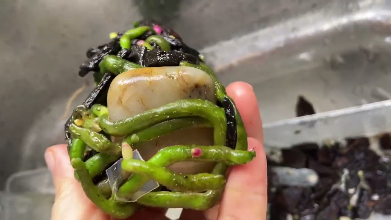 【23141】难得一见啊，蝴蝶兰的根儿，居然长成这样，非常好的印证了之前所说的根的工作原理【静姐说花】