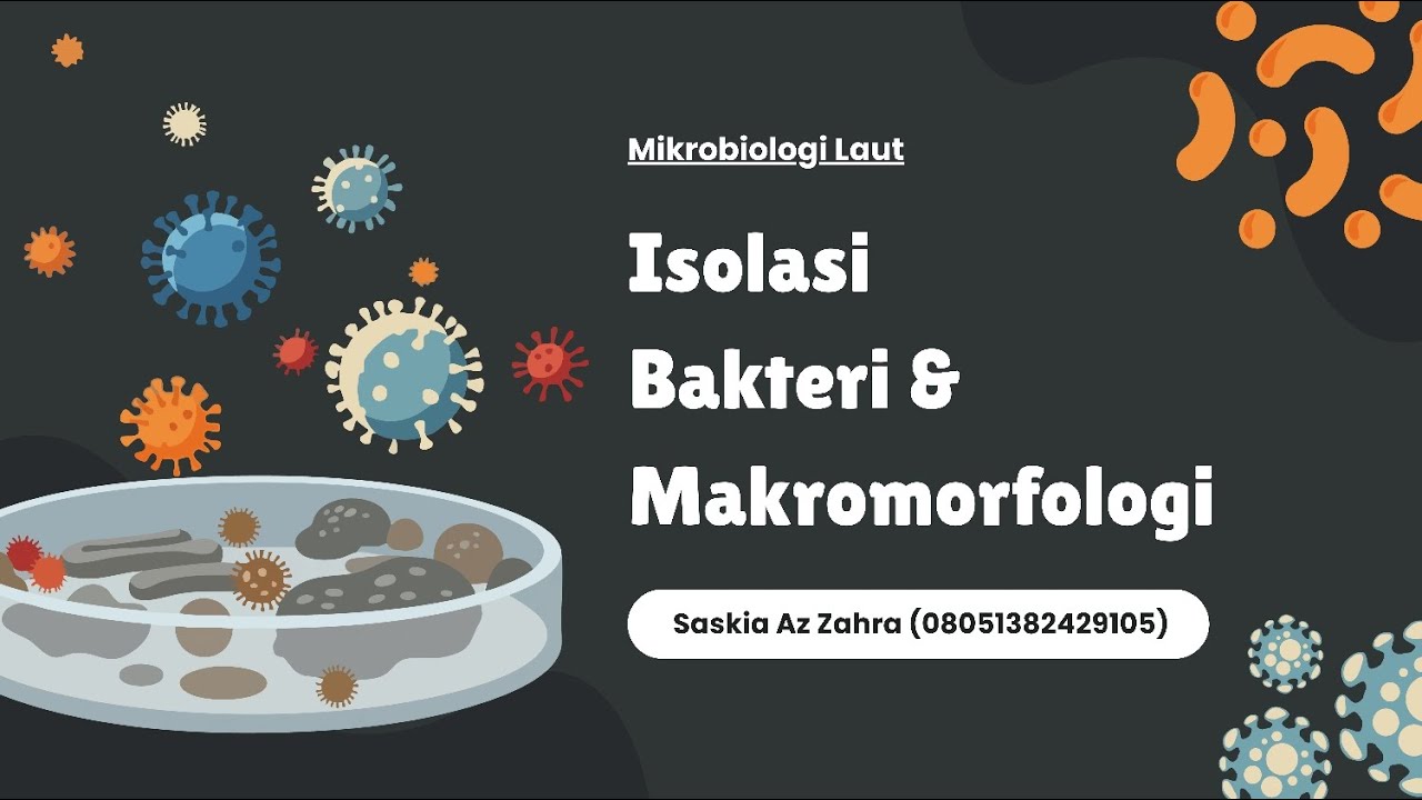 ISOLASI BAKTERI & MAKROMORFOLOGI