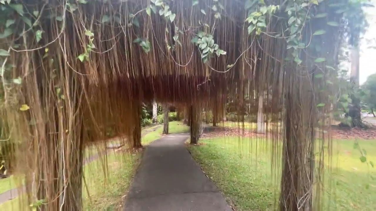 🇸🇬 Park Walk: Under the Ariel Roots in Botanic Gardens Part 4 (Bandstand to UNESCO Heritage Tree)