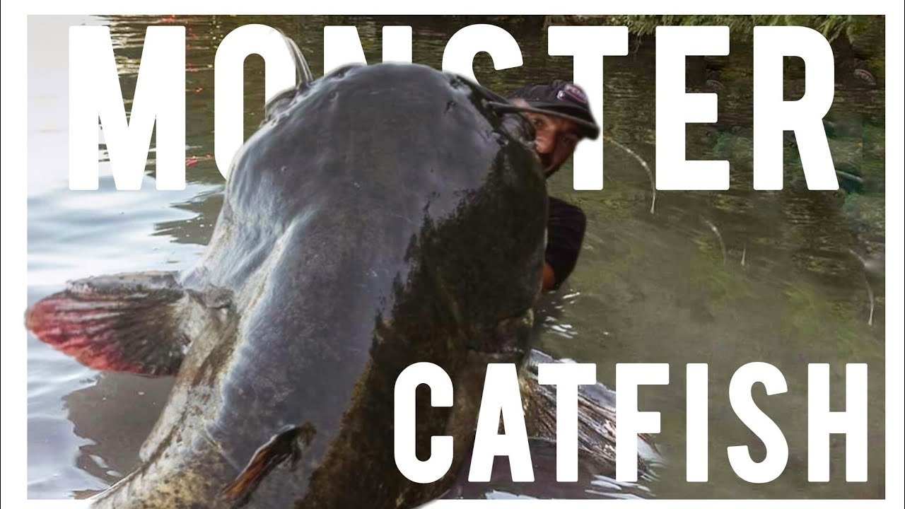 Crazy fishermen fishing huge 230 pound catfish by Yuri Grisendi