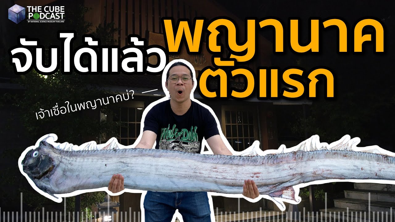 ในที่สุด! ปลาพญานาคตัวแรกของไทย แบบเต็ม ๆ ล้วงลึกถึงไส้ถึงพุง ออร์ฟิช - เล่าเข้มๆ | The Cube Podcast