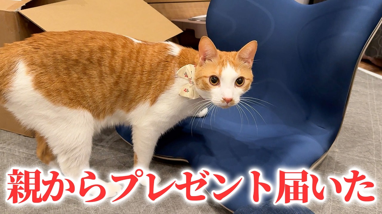 親からとんでもない誕生日プレゼントが届きました。