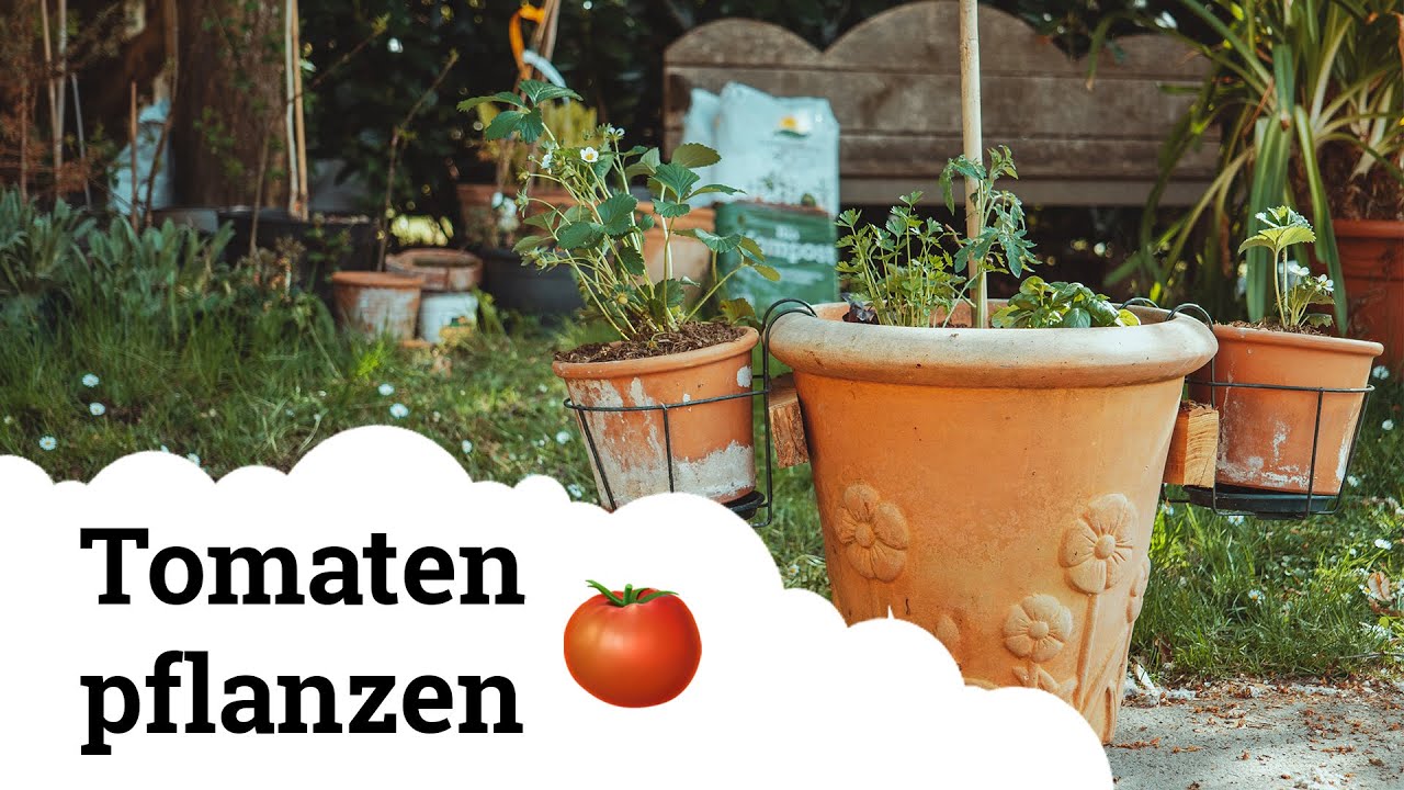 Tomate im Topf auf Balkon und Terrasse plus Extratipps! 🍅🌱
