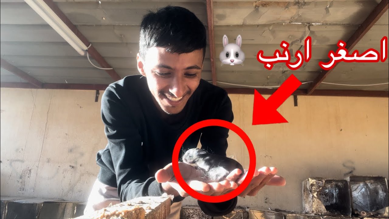 تتوقعون كم جابت ورع الارنب😂