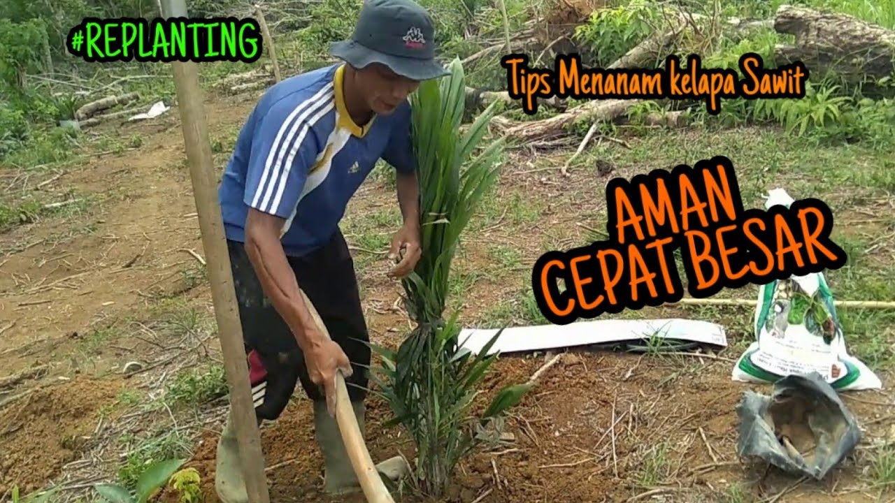 Cara Menanam Kelapa Sawit   Supaya Aman dan Cepat Besar