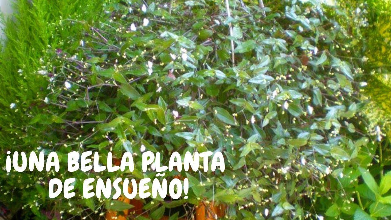 Velo de novia planta colgante llena de flores | ¡Decora tus interiores en casa!