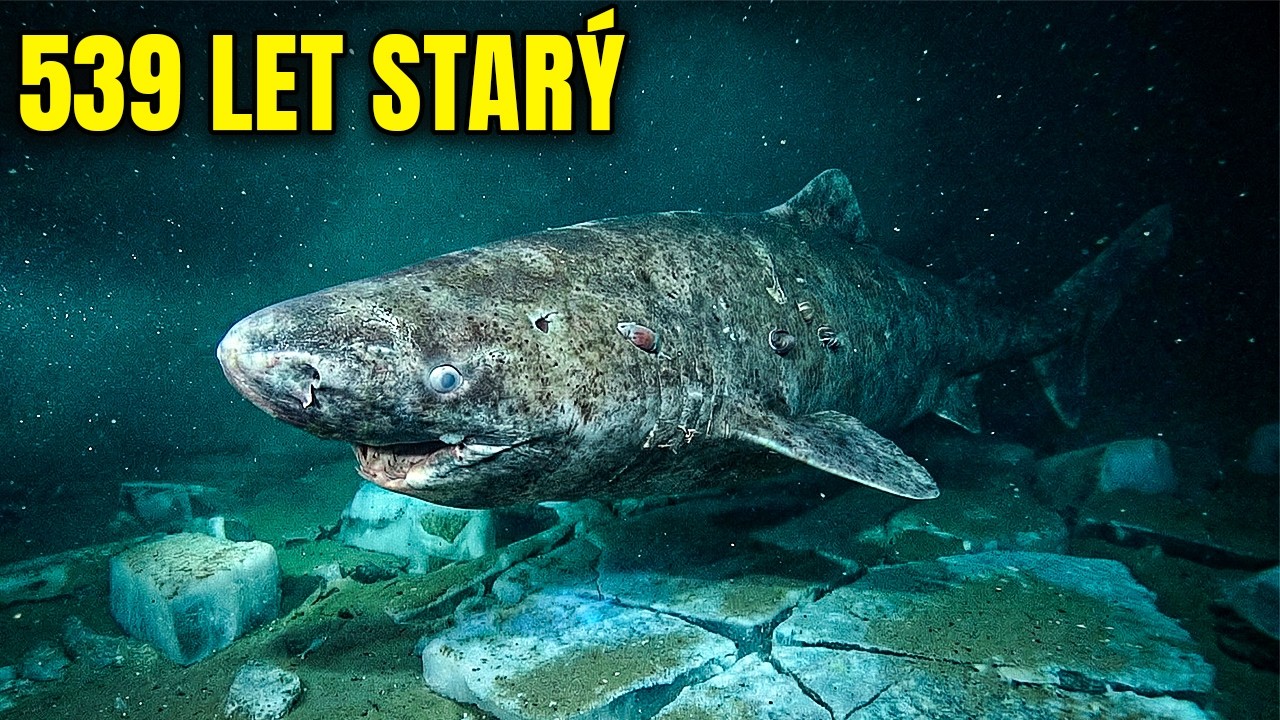 Extrémní Biologie: Jak Může Grónský Žralok Žít Více než 500 Let?
