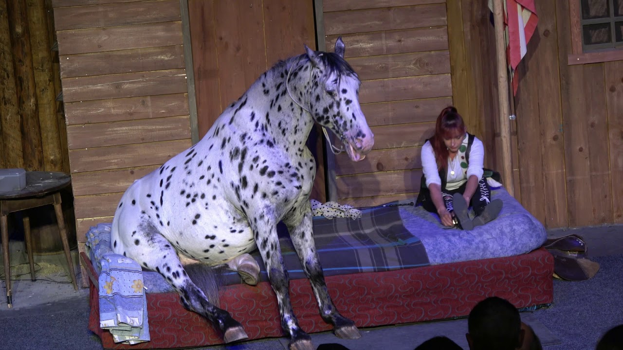 Hundeshow 