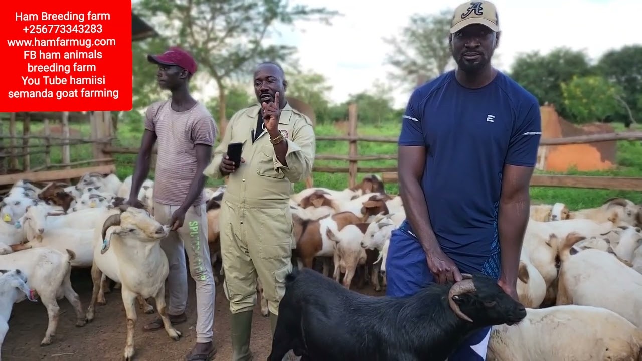 How a farmer can make 3,000,000 monthly net pay on a goats flock of 100
