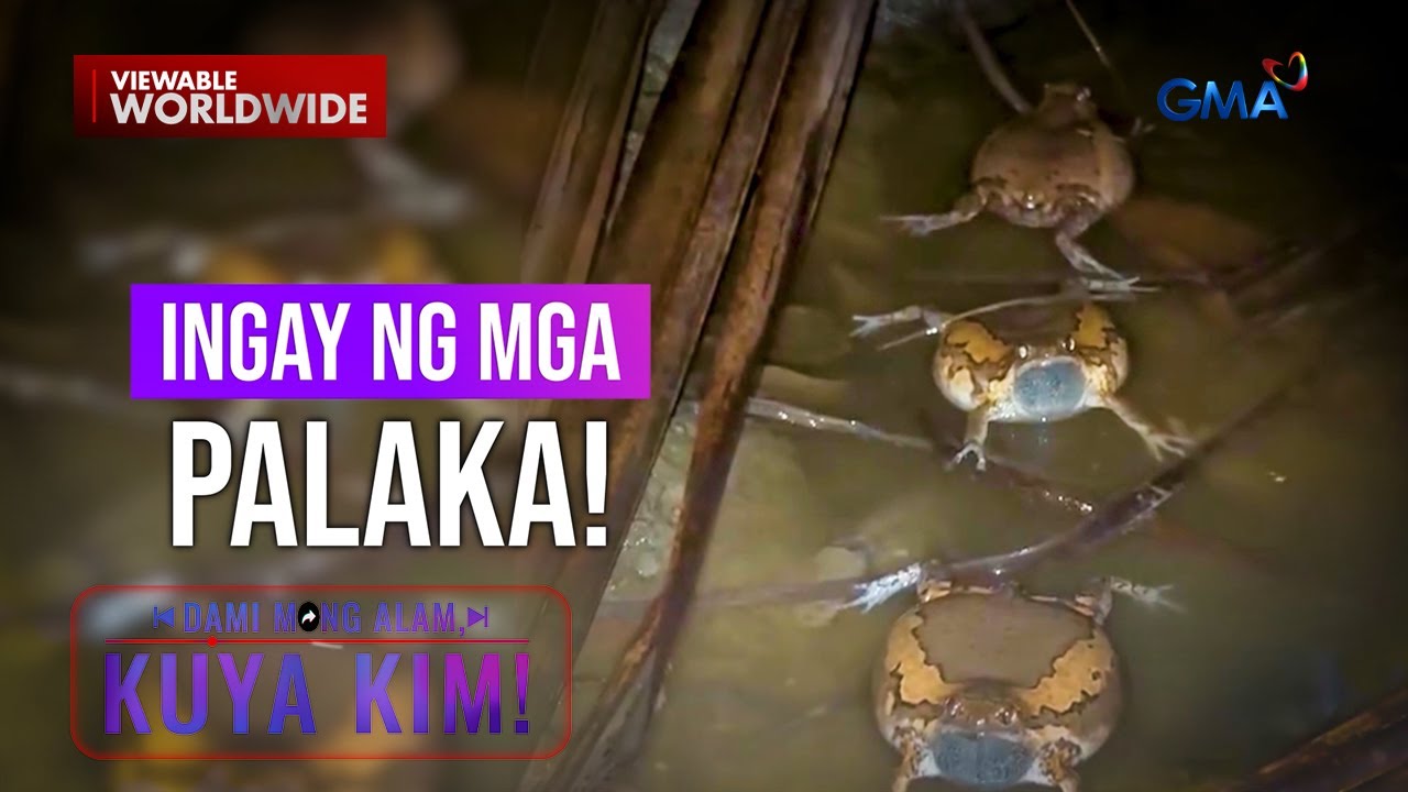 Mga palaka, bakit lumilikha ng kakaibang tunog? | Dami Mong Alam, Kuya Kim!
