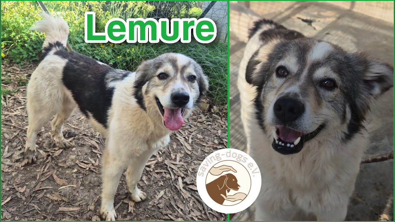 Lemure 