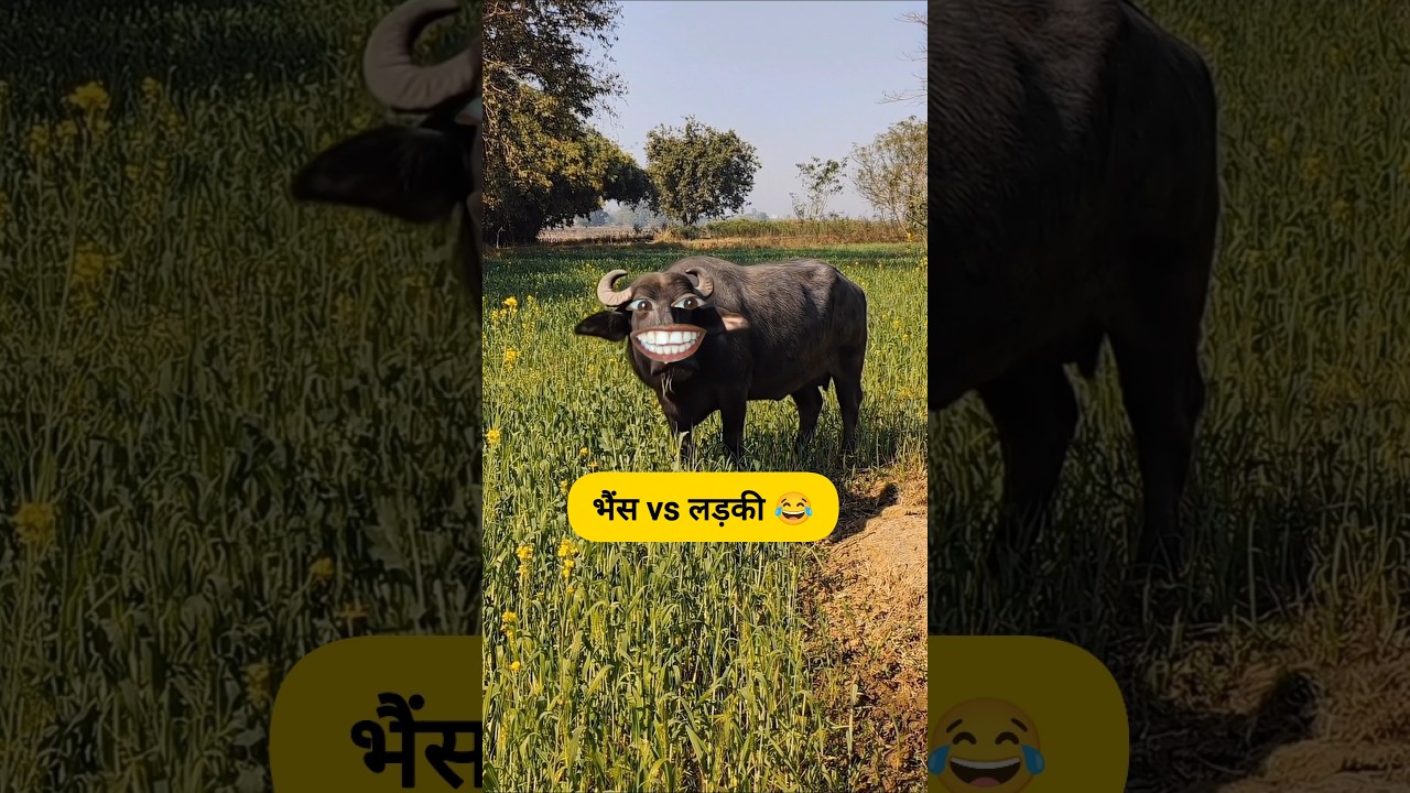भैंस vs लड़की #funny #thetharpuns #shilpisaroja #comedy