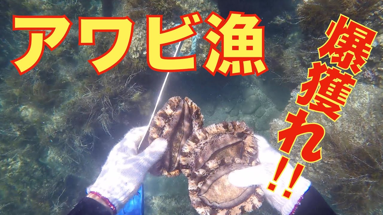 【素潜り漁】高級黒アワビを連チャンしてきました。