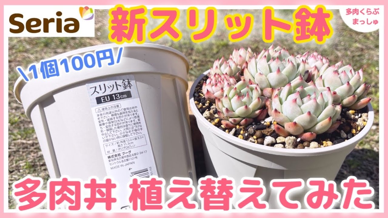 【多肉植物】新商品！セリアのスリット鉢に「水蜜桃丼」を植え替えました✨【多肉丼】