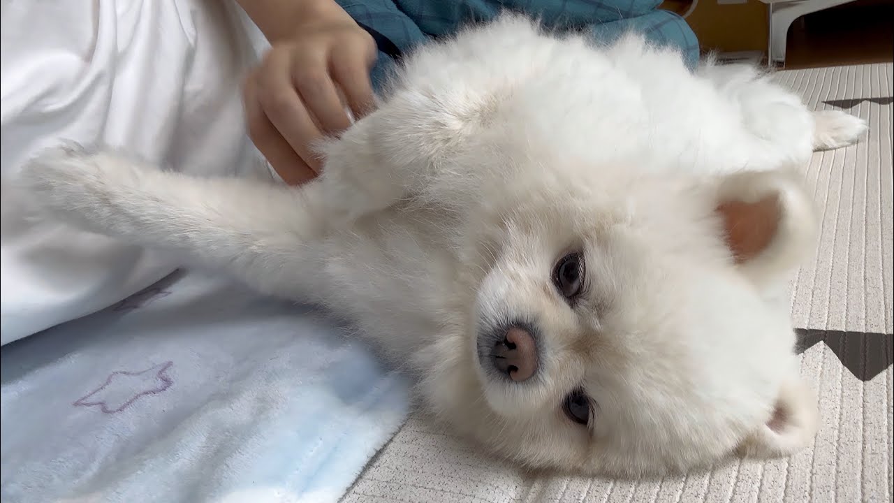 뚜비가 가까이 오지 말라고 발로 밀어내네요ㅠㅠ